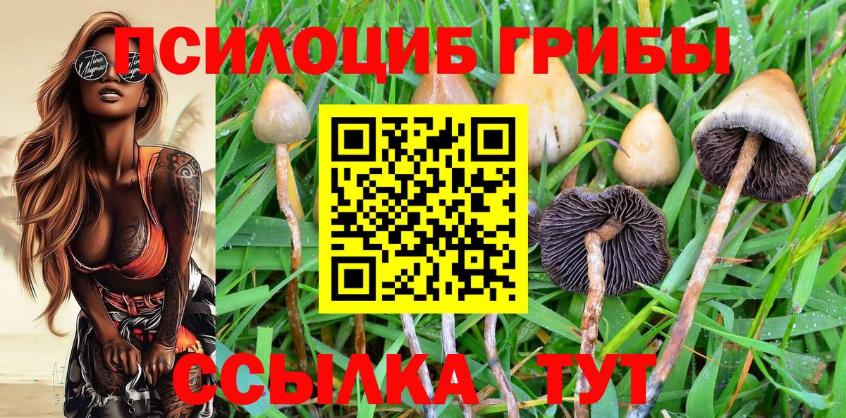 Галлюциногенные грибы Psilocybe Сочи